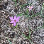 Colchicum cupanii ফুল