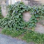 Ipomoea purpurea Hábito