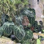 Anthurium crystallinum Hábito
