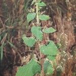 Scrophularia arguta Hábito