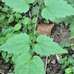 Clematis virginiana Hoja