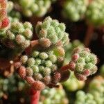 Sedum hirsutum Плід