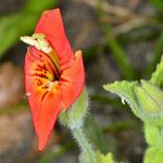 Mimulus cardinalis Flor