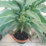 Kalanchoe laetivirens Folha