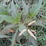 Persicaria senegalensis Leaf