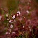 Cuscuta epithymum Flower