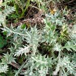 Berkheya rigida Hoja