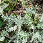 Berkheya rigida