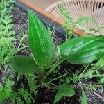 Echinacea purpurea List