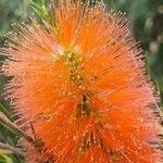Melaleuca alternifolia Çiçek