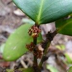 Phyllanthus macrochorion Flower