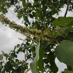 Croton macrostachyus Fiore