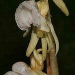 Epipogium aphyllum പുഷ്പം