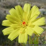 Malacothrix glabrata Flower