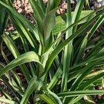 Polianthes tuberosa Feuille