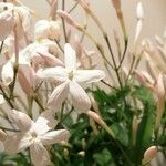 Jasminum polyanthum Blomst