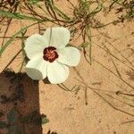 Hibiscus trionum Flower