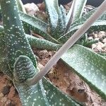 Gasteria disticha Leaf