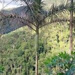 Dypsis malcomberi Hoja
