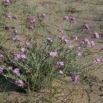 Marcus-kochia littorea Flower