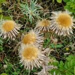 Carlina vulgaris आदत