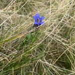 Gentiana pneumonanthe Plante entière