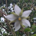 Hibiscus fuscus Blomst