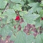 Ribes alpinumLeaf