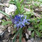 Hyacinthoides italica Flor
