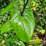 Dioscorea bulbiferaLeaf