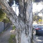 Melaleuca styphelioides Bark