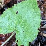 Lunaria rediviva Leaf