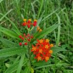 Asclepias curassavicaFiore