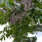 Fraxinus americana Flower