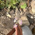 Primula malacoides Květ