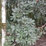 Ilex paraguariensis Leht