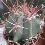 Ferocactus herrerae Corteccia