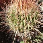 Ferocactus peninsulae ഇല