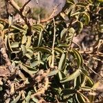 Adenocarpus anagyrifolius Hoja