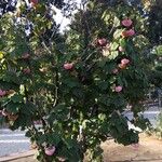 Dombeya wallichii Habit