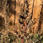 Chenopodium berlandieri Foglia