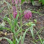 Fritillaria meleagris Кветка