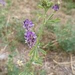 Medicago sativa Bloem