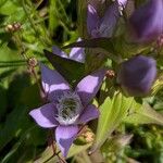 Gentianella aspera Žiedas