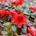 Rhododendron forrestii Bloem