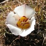 Calochortus bruneaunis Fiore