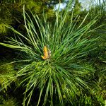 Pinus koraiensis Liść