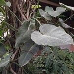 Spathiphyllum cannifolium Leaf