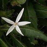 Hippobroma longiflora Flor