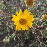 Aldama helianthoides 花